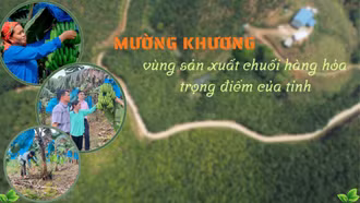 Mường Khương: Vùng sản xuất chuối hàng hóa trọng điểm của tỉnh