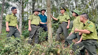 Để những cánh rừng mãi xanh