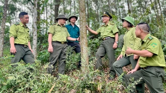 Để những cánh rừng mãi xanh