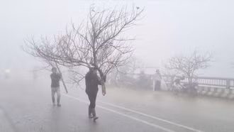 Đào Sa Pa sôi động ngày áp Tết
