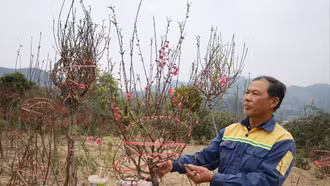 “Cởi áo” cho đào Múc đón Tết