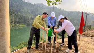 Giống chuẩn cho rừng xanh