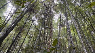 Dừng khai thác măng vầu tại Văn Bàn từ ngày 1/3