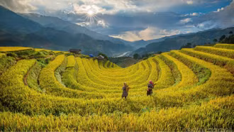 Vẻ đẹp ruộng bậc thang Lào Cai