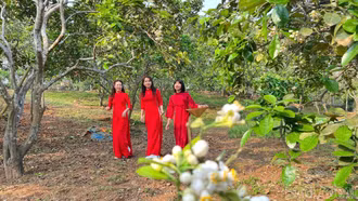 Thôn Múc - mùa hoa bưởi đưa hương