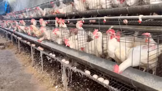 Gà Ai Cập đẻ trứng "vàng”, nông dân Xuân Hòa thu tiền triệu mỗi ngày