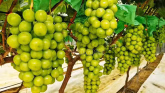 Lên Y Tý thưởng thức quả thơm ngon