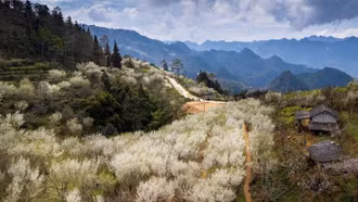 [Ảnh] Lùng Phình trắng trời hoa mận