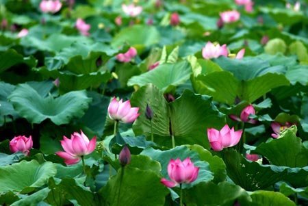 Dân ca Việt Nam giàu bản sắc, tình người . Dân ca Việt Nam giàu bản sắc, tình người .