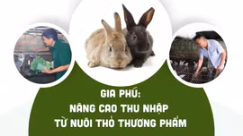Gia Phú: Nâng cao thu nhập từ nuôi thỏ thương phẩm