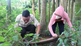 Triển khai cao điểm phòng, chống bệnh sốt xuất huyết, tay chân miệng và Covid-19