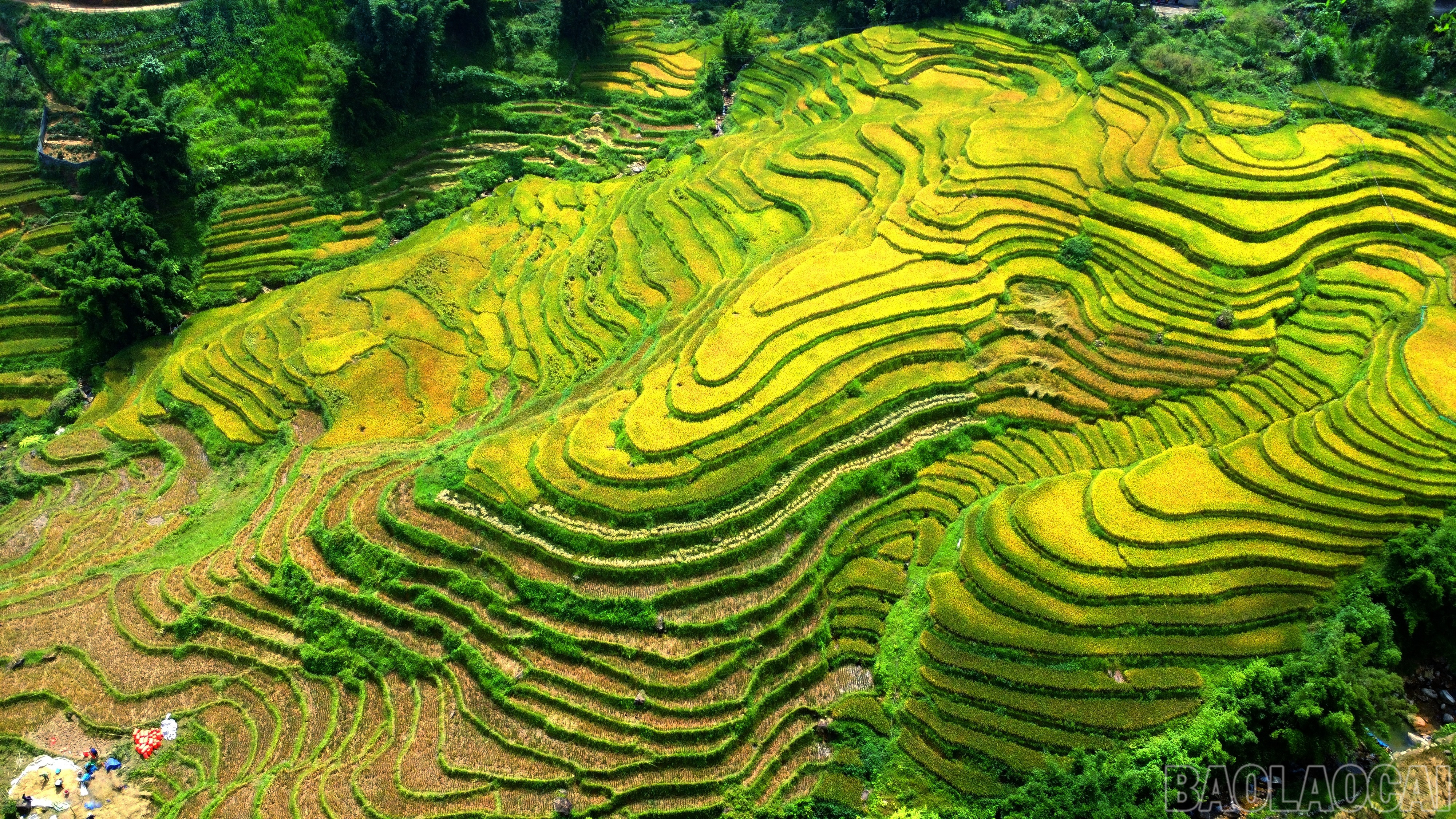 Ý Lình Hồ đang bước vào mùa đẹp nhất trong năm với những ruộng bậc thang vàng óng ả là kiệt tác nghệ thuật chạm khắc vào thiên nhiên do bàn tay lao động của người dân nơi đây tạo nên. baolaocai-br_img-20250906-220354.jpg
