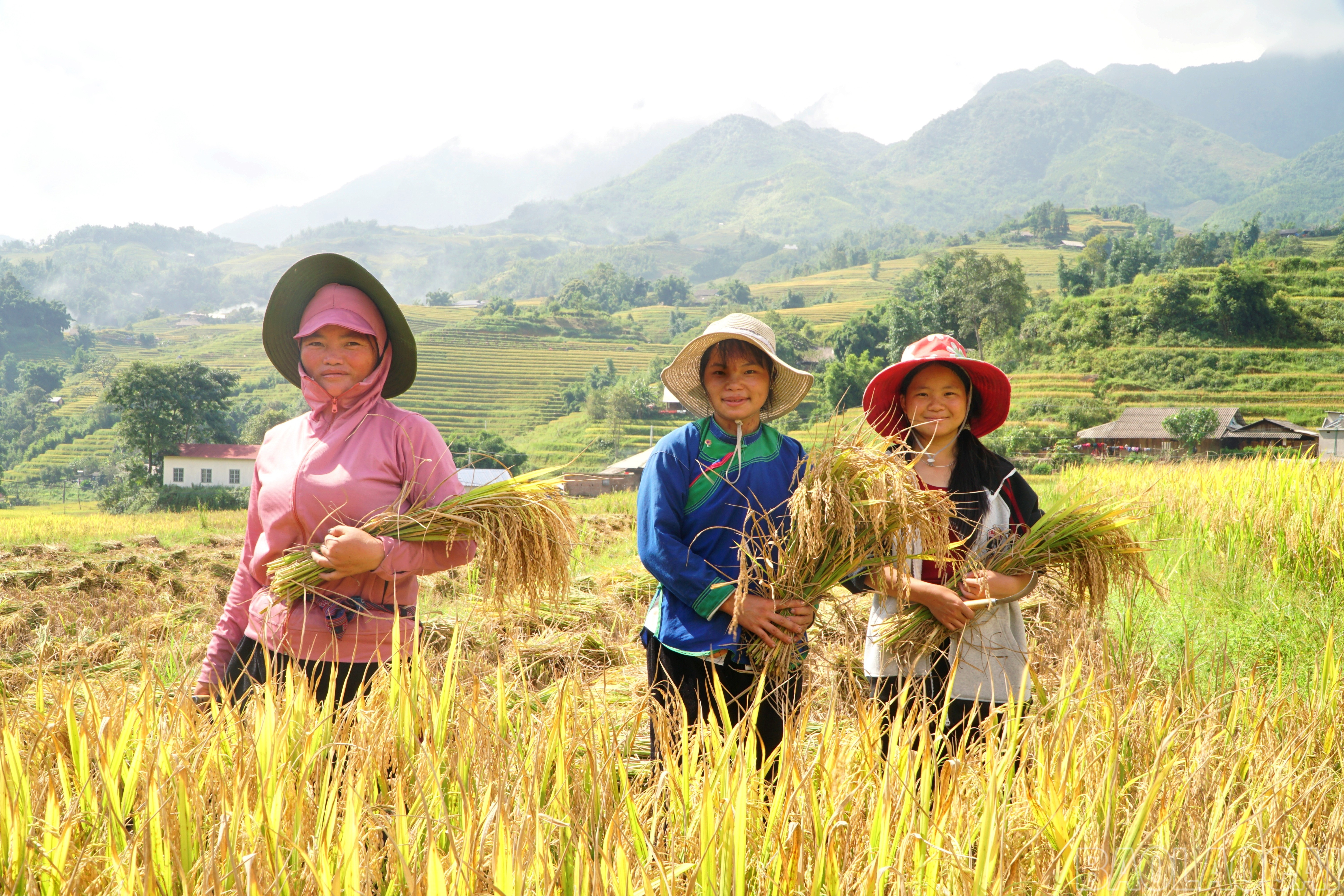 Mùa thu hoạch lúa bậc thang đã về, từ sáng sớm, người dân đã lên nương gặt lúa. Các hộ trong thôn bao đời nay vẫn giữ truyền thống đổi công thu hoạch như sợi dây gắn kết cộng đồng. baolaocai-br_img-20250906-215915.jpg