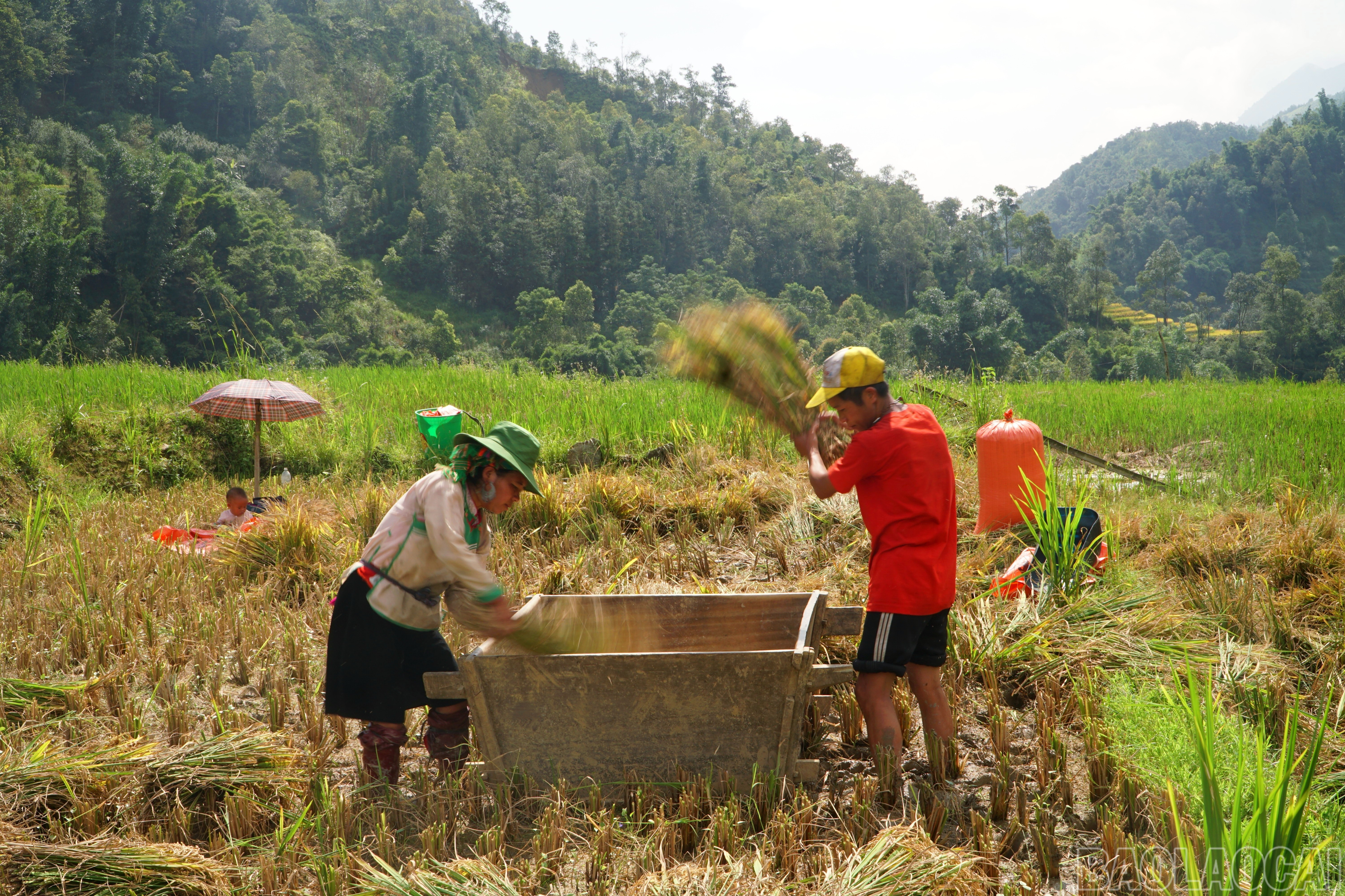 Địa hình ở Ý Lình Hồ khá khó khăn, đường giao thông không thuận lợi nên việc cơ giới hóa trong sản xuất nông nghiệp chậm hơn so với các địa phương khác. Người Mông vẫn giữ phương thức canh tác và thu hoạch truyền thống. Lúa sau khi thu hoạch sẽ được đập vào thành thùng gỗ cho rụng hạt, sau đó gom thóc vào bao chở về nhà. baolaocai-br_img-20250906-215831.jpg