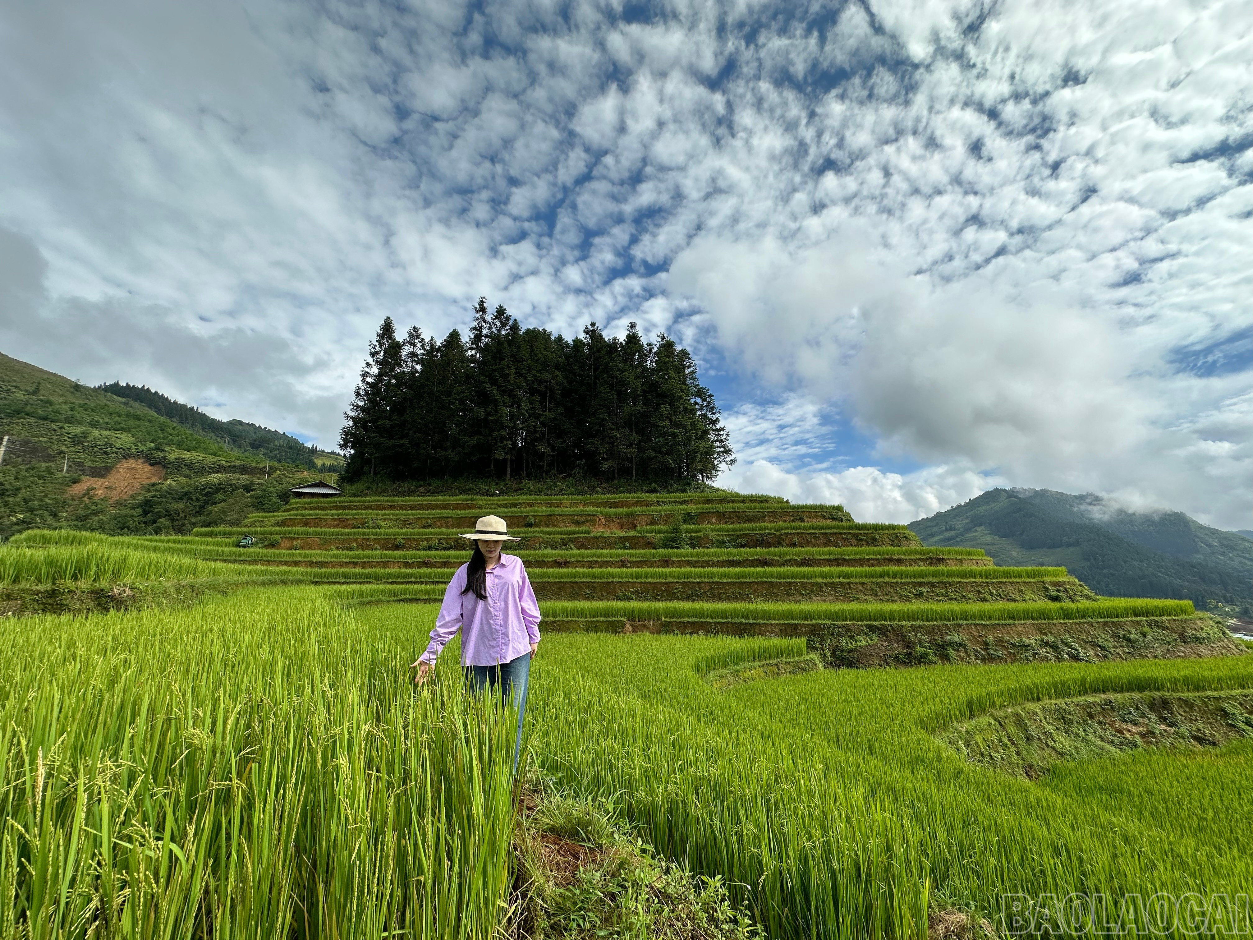 Trên cung đường chinh phục đỉnh núi, du khách sẽ đi qua tràn ruộng bậc thang đẹp tựa như trong truyện "cổ tích" - nơi thiên nhiên và mây trời hòa quyện. baolaocai-br_img-4310.jpg