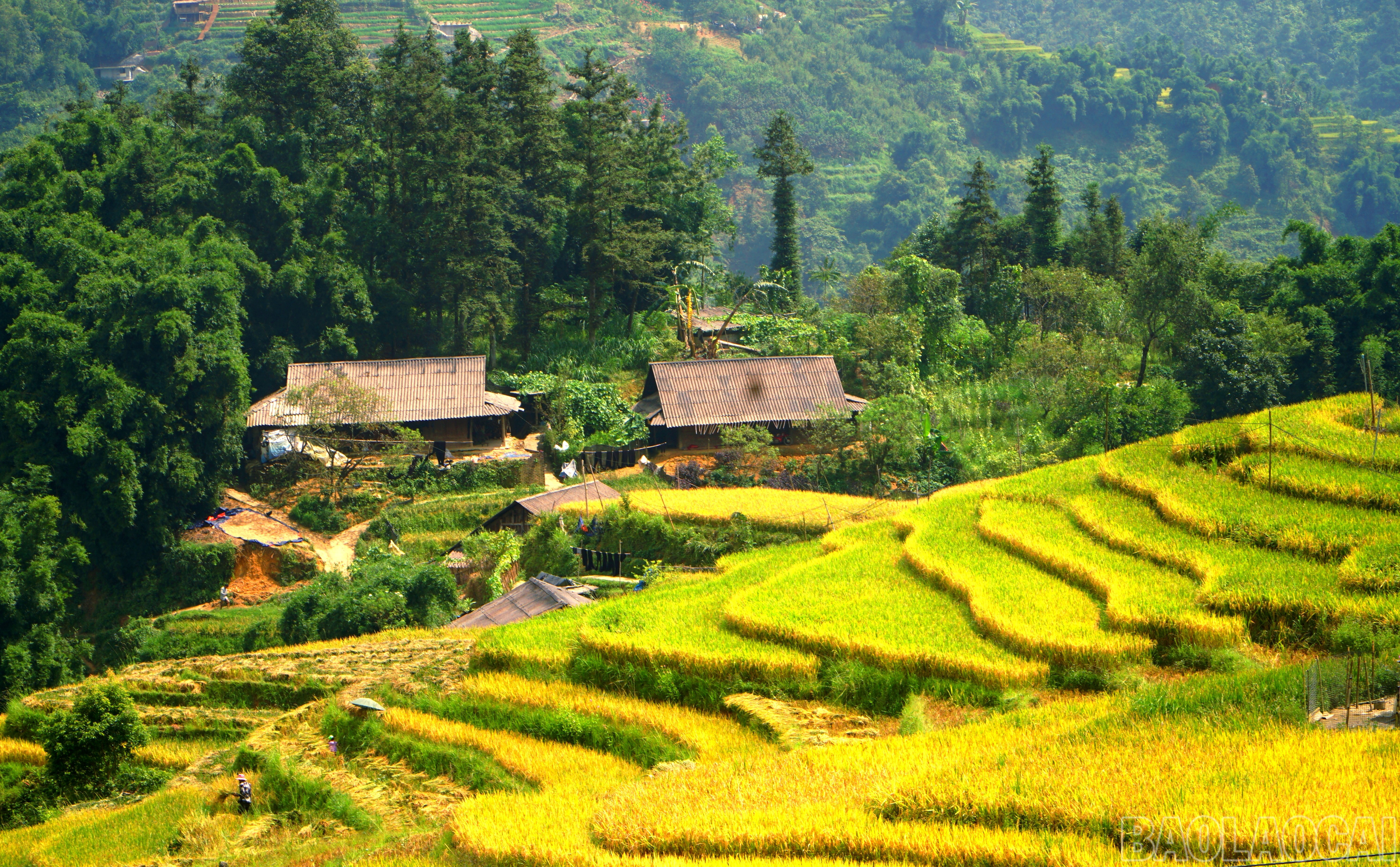 Ở Ý Lình Hồ còn rất nhiều ngôi nhà truyền thống đặc trưng của người Mông được bao bọc xung quanh là rừng trúc, ruộng bậc thang uốn lượn. Ở Ý Lình Hồ còn rất nhiều ngôi nhà truyền thống đặc trưng của người Mông được bao bọc xung quanh là rừng trúc, ruộng bậc thang uốn lượn.