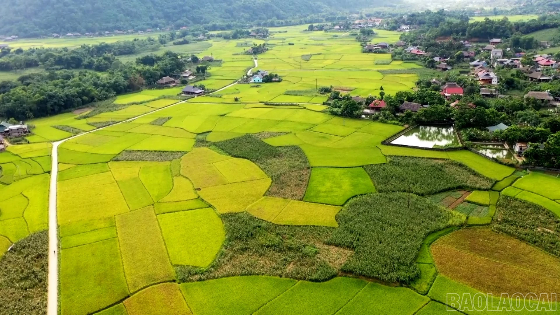 baolaocai-br_anh-3.jpg
