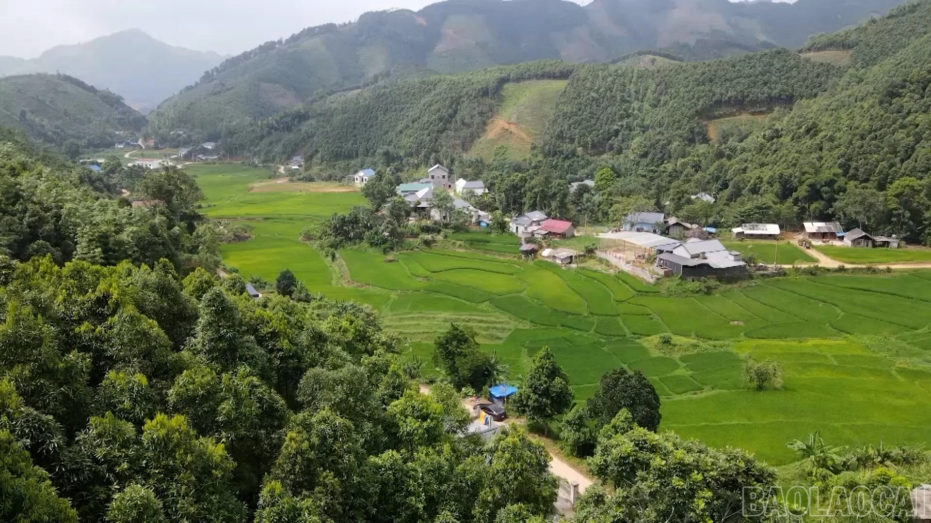 baolaocai-br_anh-4.jpg