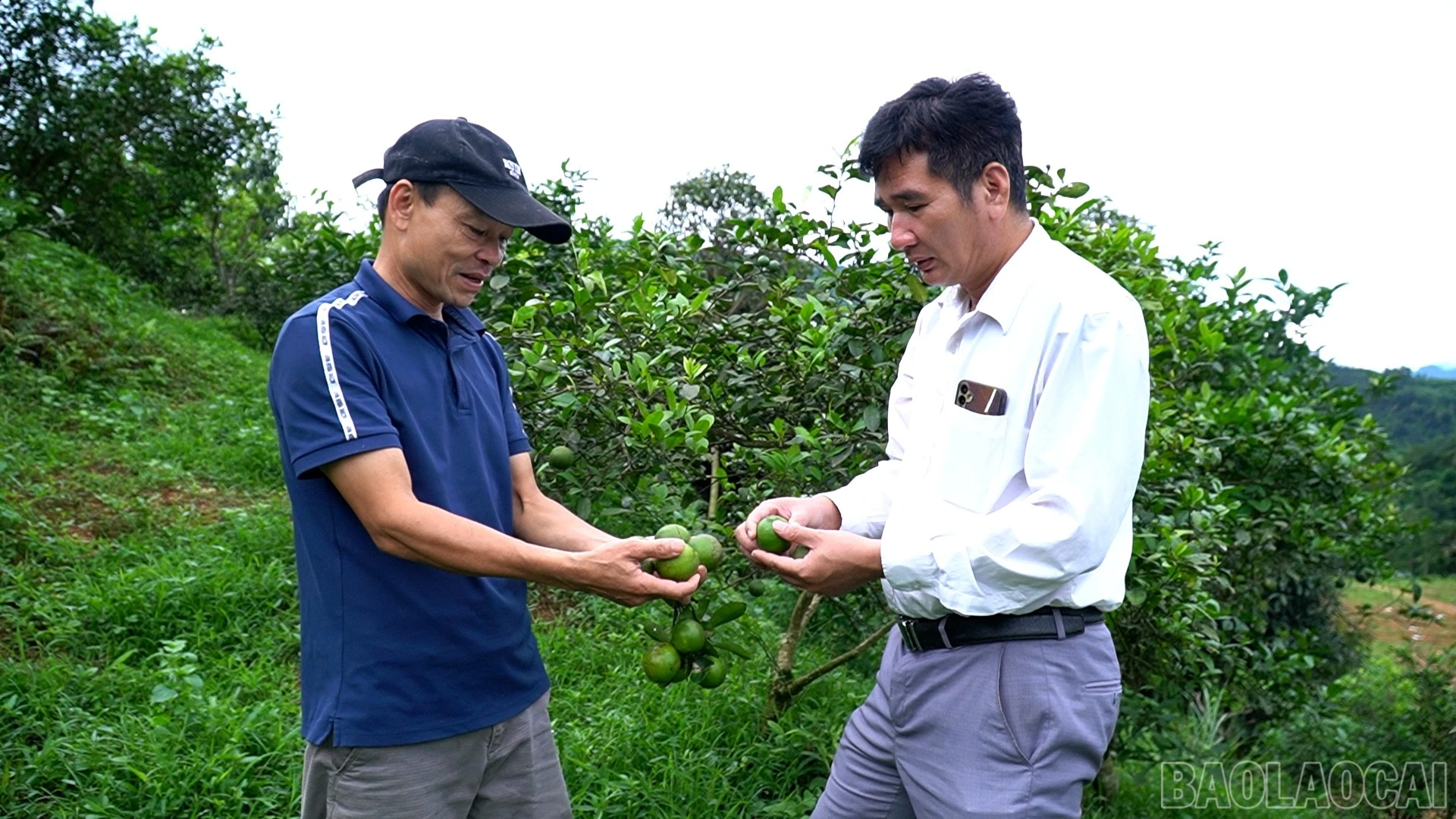 baolaocai-br_anh-2.jpg