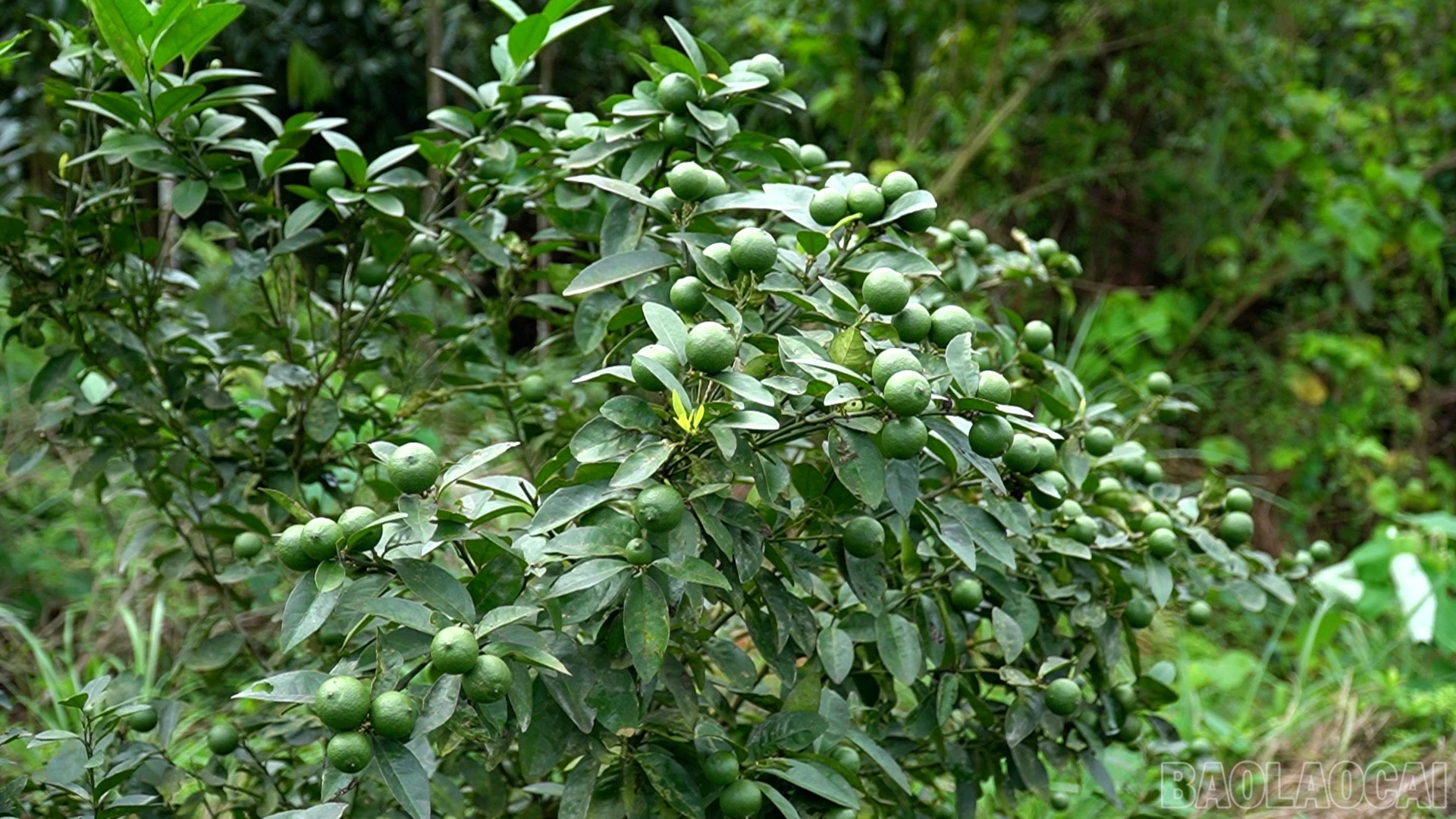 baolaocai-br_anh-3.jpg