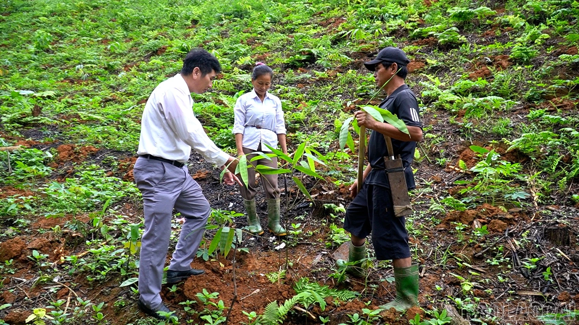 baolaocai-br_anh-1.jpg