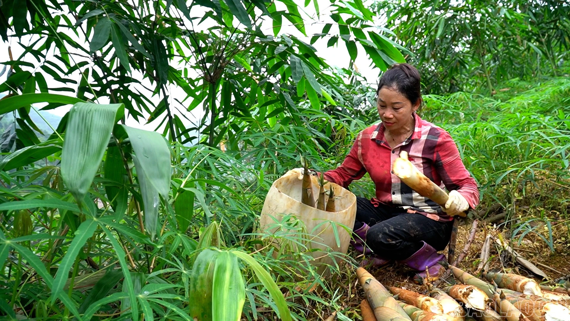 baolaocai-br_anh-6.jpg