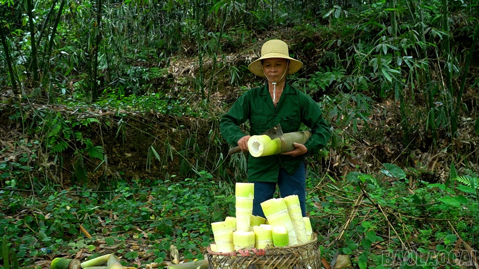 baolaocai-br_anh-3.jpg