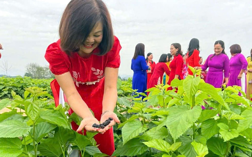 “Green Tourism†on the Mulberry Fields of Thanh Thinh ảnh 1 “Green Tourism†on the Mulberry Fields of Thanh Thinh ảnh 1