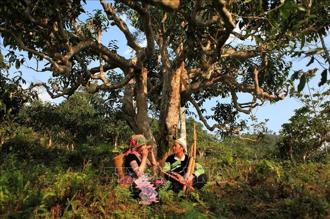 Yên Bái nâng tầm giá trị chè Shan tuyết ảnh 1 Yên Bái nâng tầm giá trị chè Shan tuyết ảnh 1
