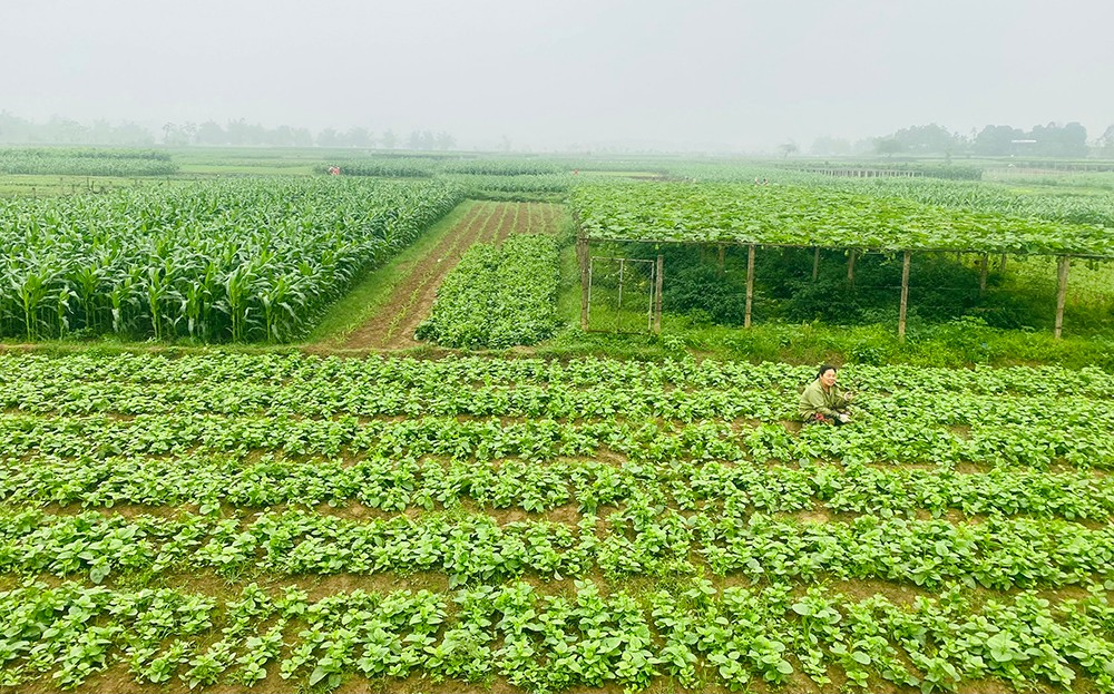 Xanh lại những đồng rau Tuy Lộc ảnh 1
