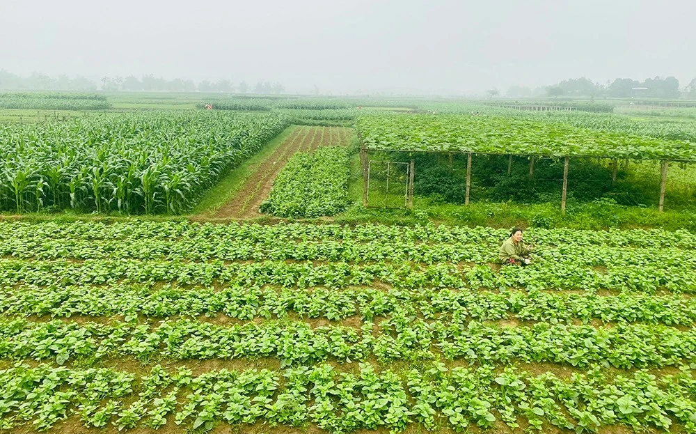 Xanh lại những đồng rau Tuy Lộc ảnh 1