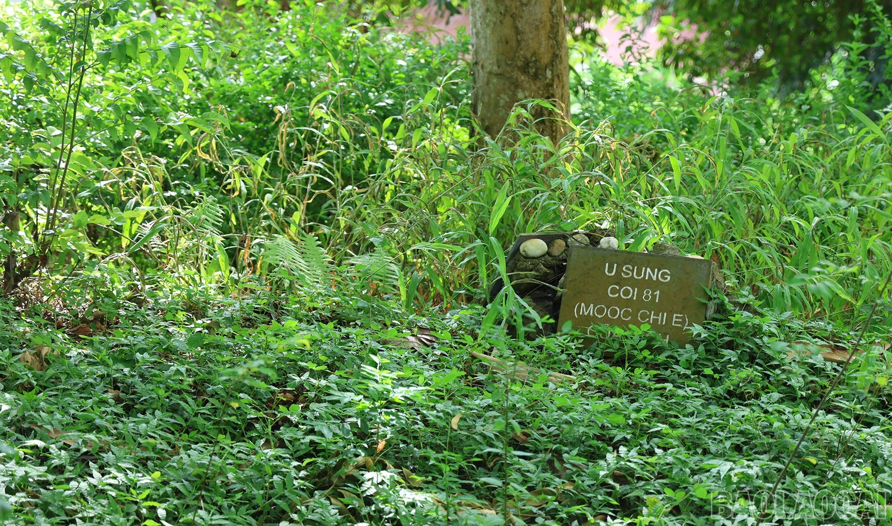 baolaocai-br_img-3307.jpg