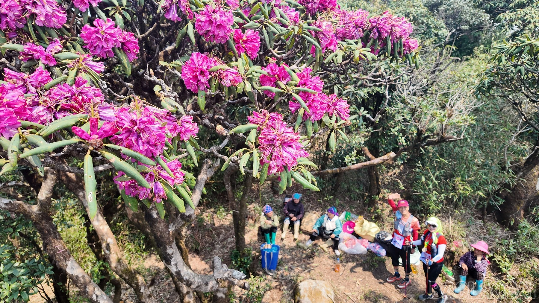 baolaocai-br_bs-2.jpg