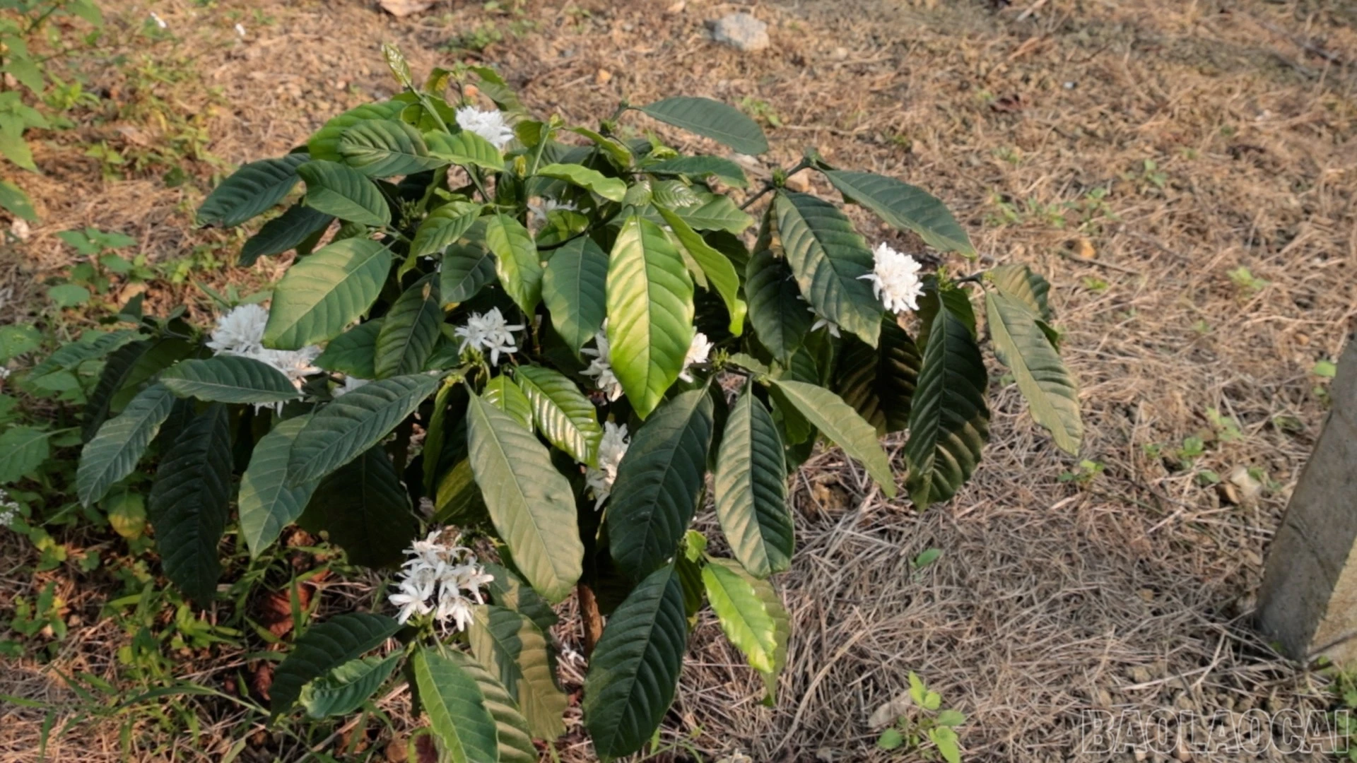 baolaocai-br_ca-12.jpg