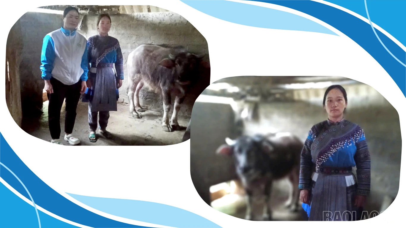 baolaocai-br_thu-vien-2-hinh-anh.png
