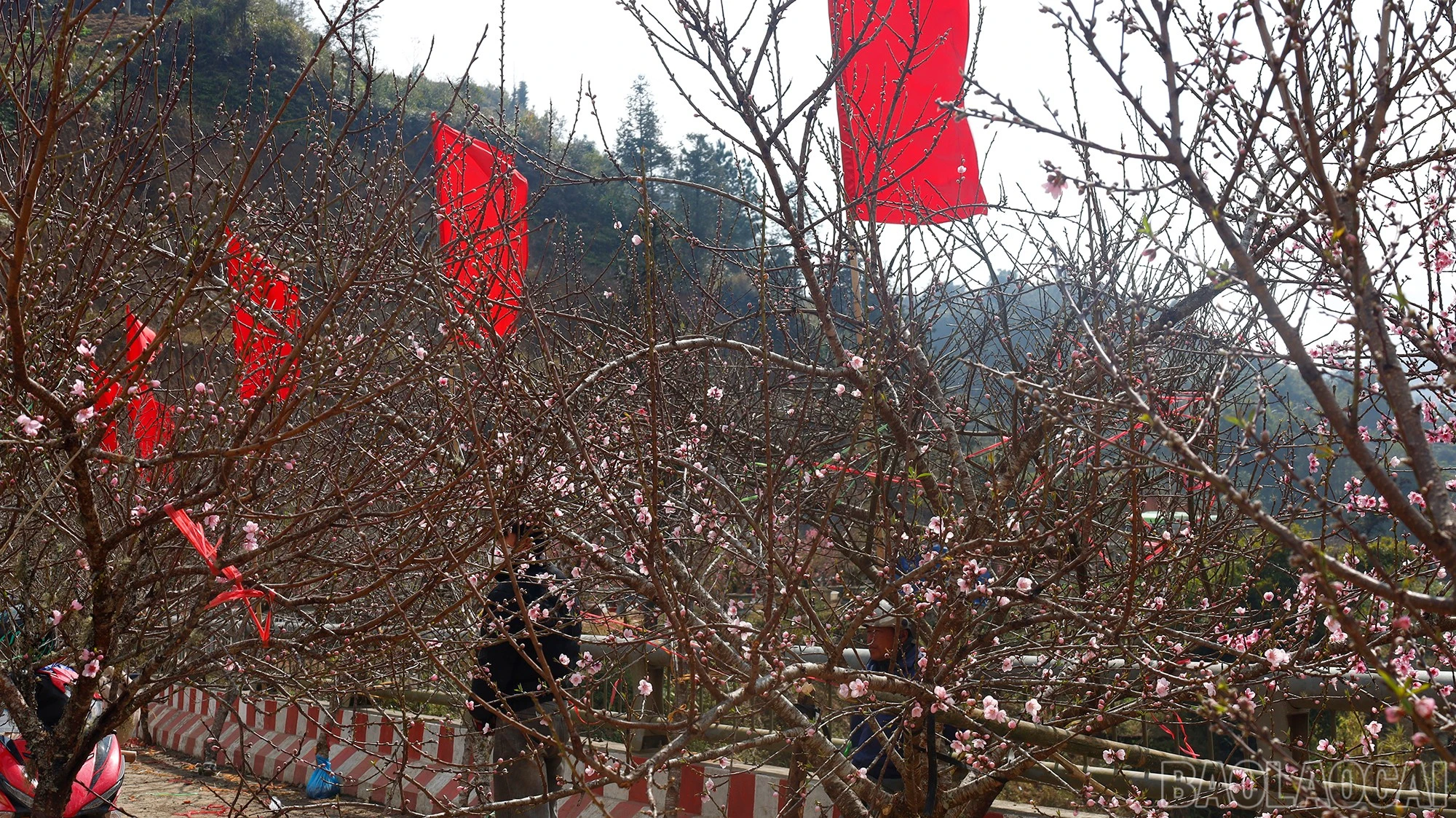 baolaocai-br_mg-9392.jpg