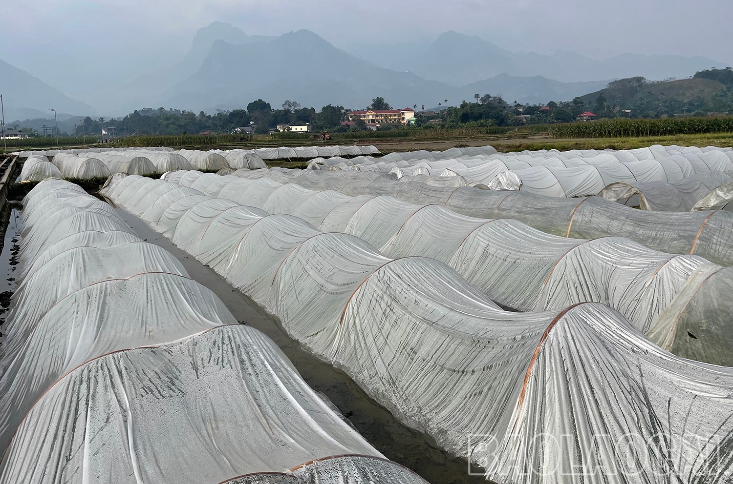 Ngành nông nghiệp khuyến khích nông dân sử dụng vòm che phủ mạ bằng nilon, rắc tro phủ trên mặt luống để giữ ấm cho mạ vụ xuân. img-3219.jpg