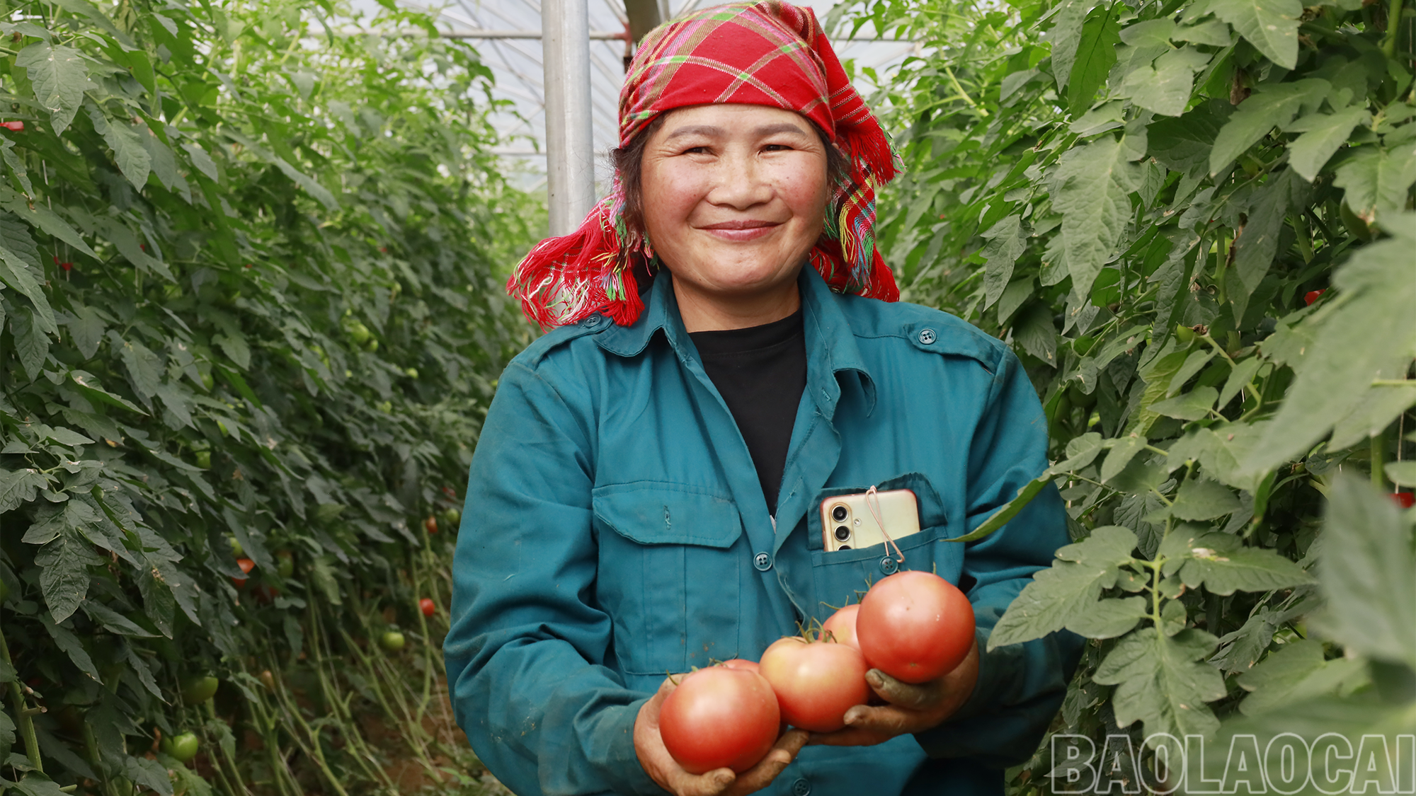Nông dân Phường Sa Pa đã tập trung phát triển các sản phẩm nông nghiệp hàng hóa chất lượng cao. mg-1643.png