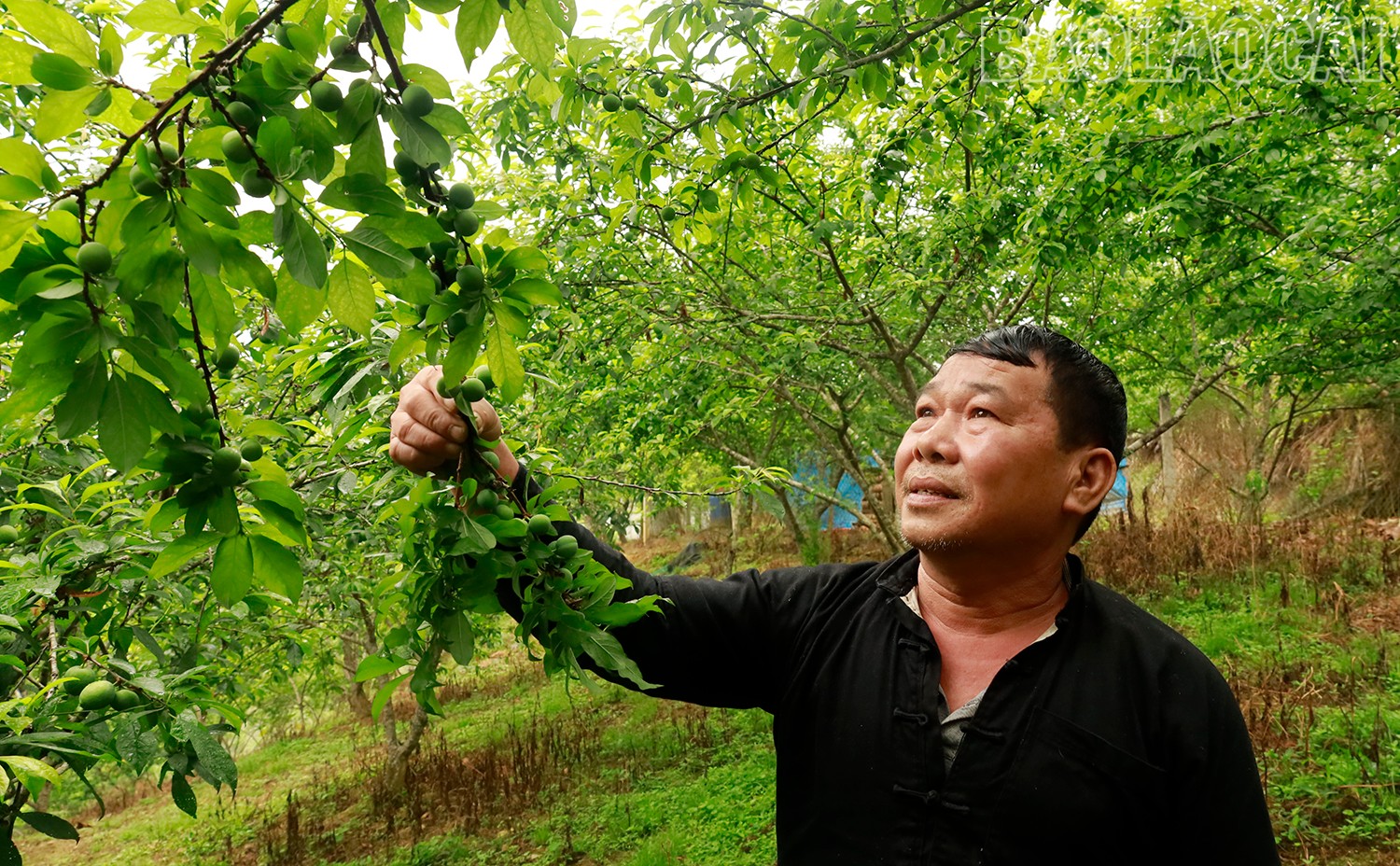 Ông Lù A Dào ở thôn Sín Chải, xã Na Hối chăm sóc mận Tả Van chín sớm. mg-1197.jpg