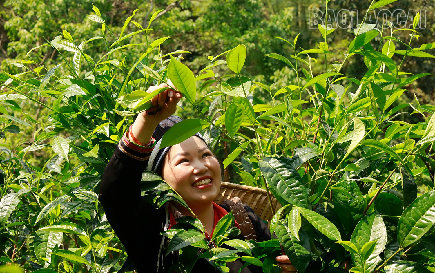 Duy trì và phát triển vùng trồng chè cổ thụ giúp nông dân huyện Bắc Hà có thu nhập khá. mg-1377.jpg