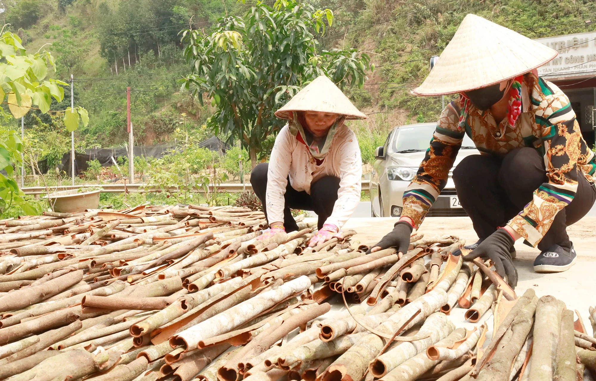 Nông dân huyện Bảo Yên thu hoạch quế.