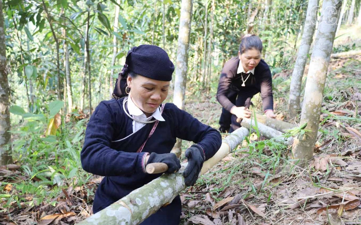 Nông dân huyện Bắc Hà thu hoạch quế. Ảnh: Kim Thoa c-8619.jpg
