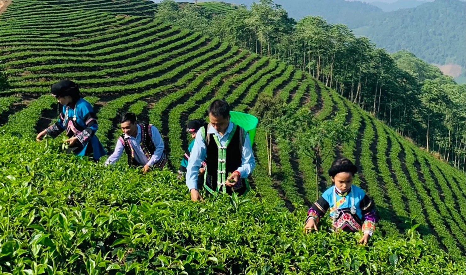 Sản xuất chè hàng hóa tại huyện Mường Khương.