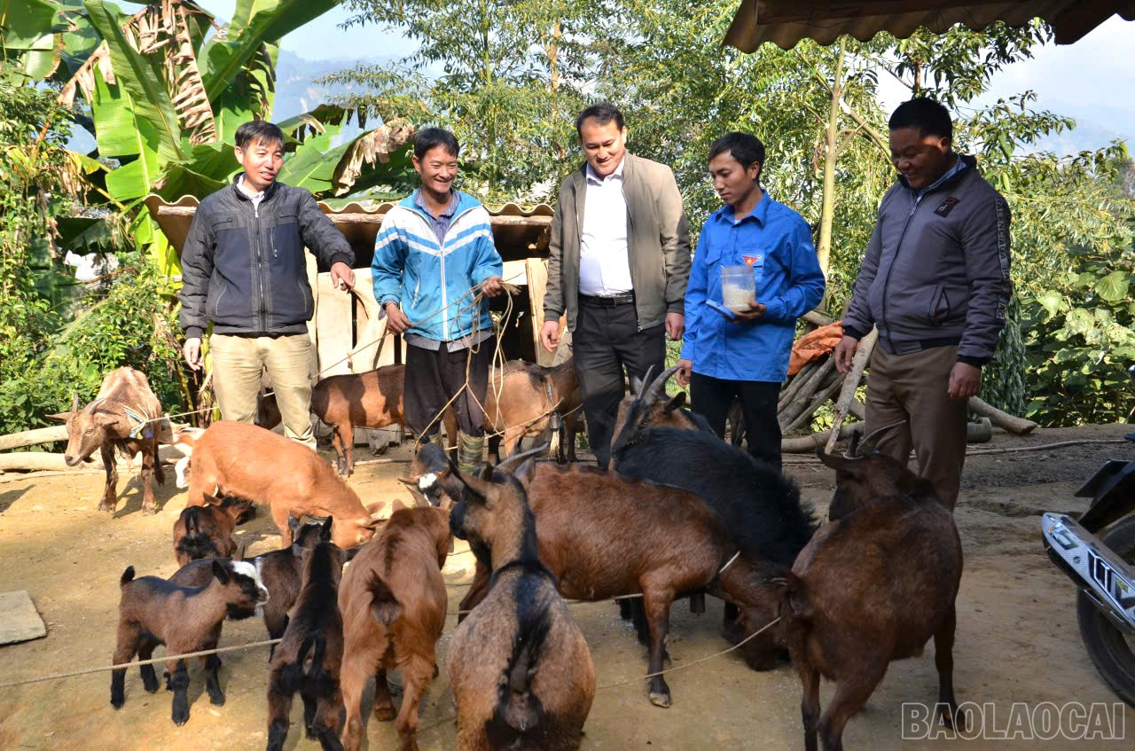 Nhiều hộ gia đình ở xã Trạm Tấu đã chọn phát triển kinh tế gia đình từ chăn nuôi lợn bản địa, trâu, bò, dê núi.
