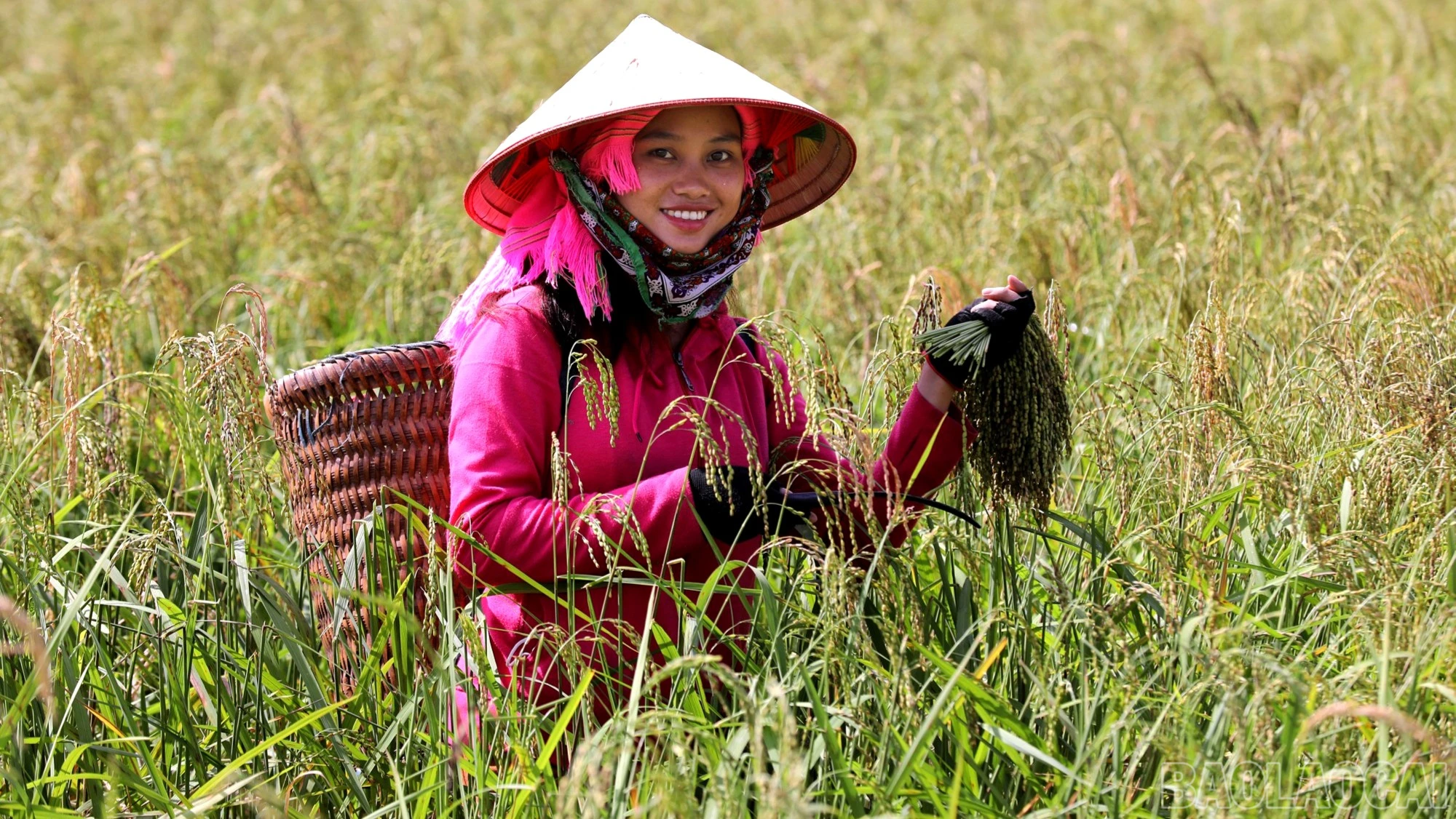 Vùng sản xuất nếp Tan của xã Nậm Có hiện có gần 200 ha.