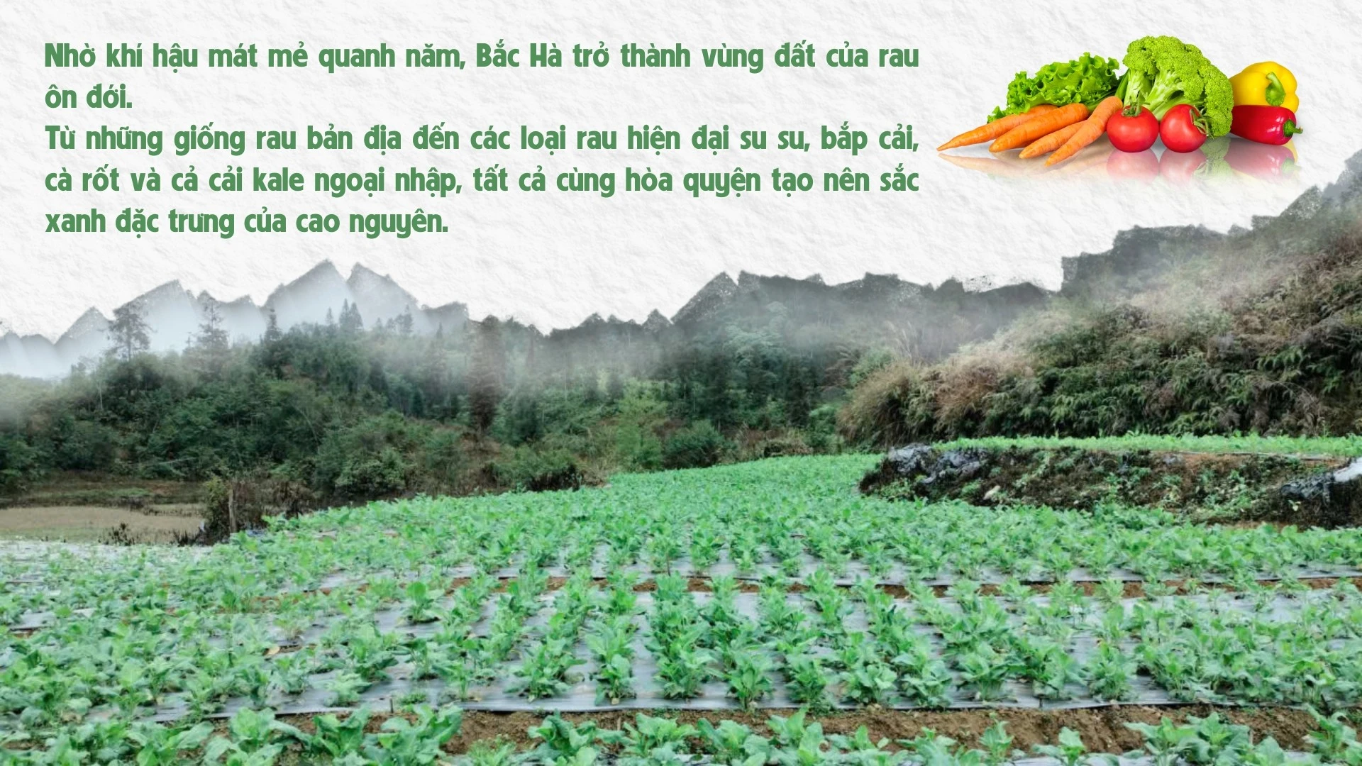 xanh-muot-cao-nguyen-16.jpg