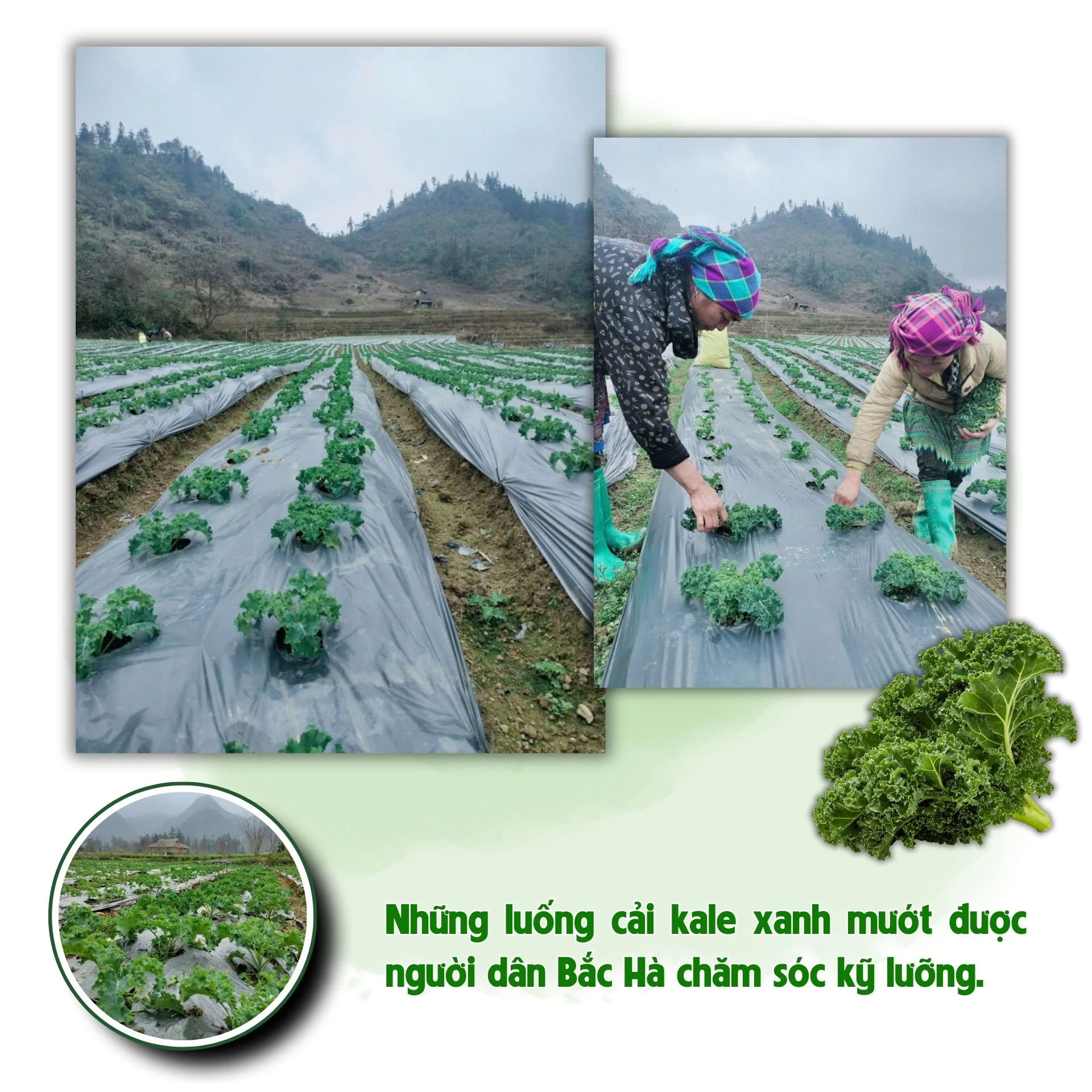 xanh-muot-cao-nguyen-24.jpg