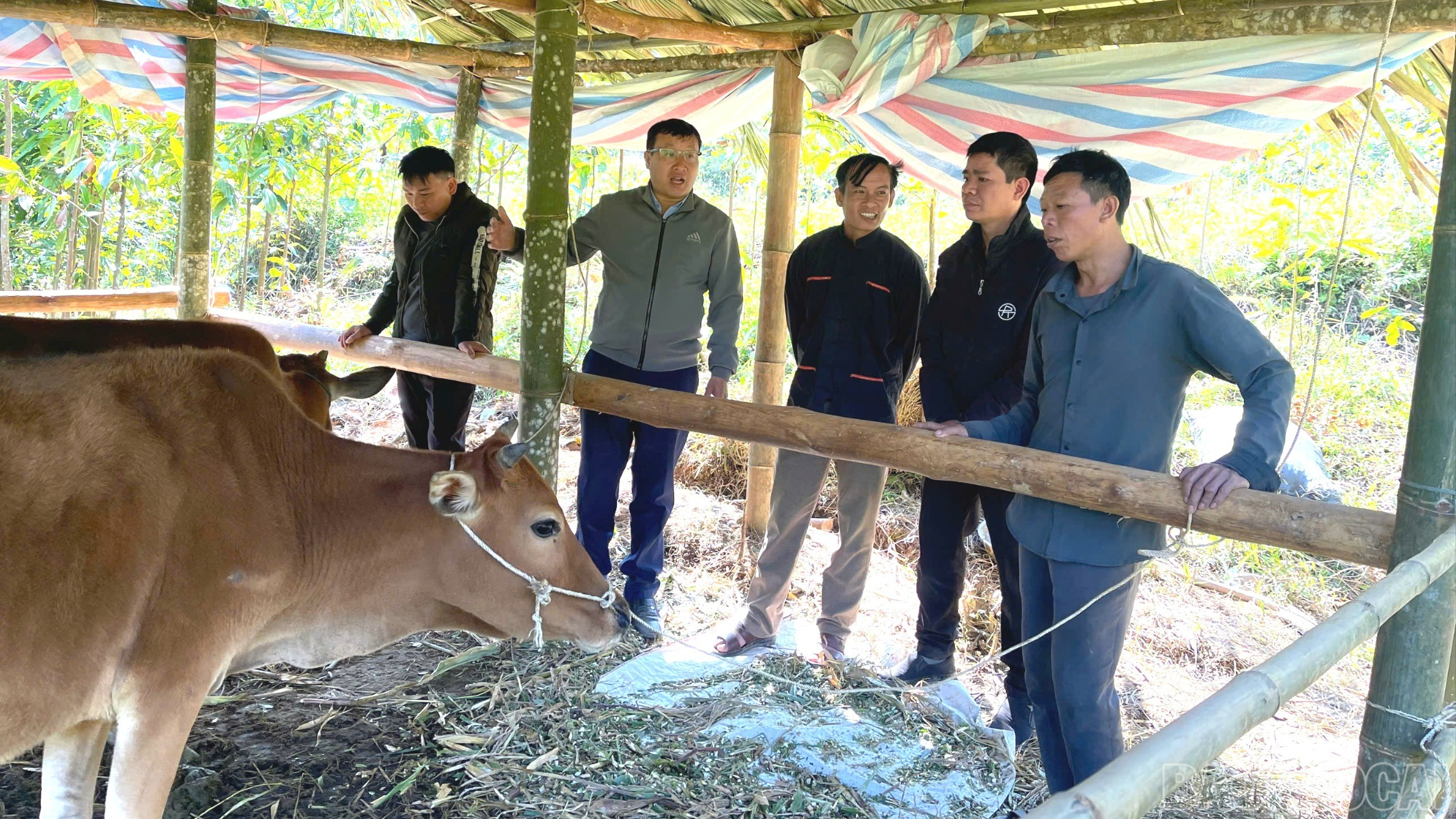 មន្ទីរមុខងារឃុំសឺនលួង បានចុះត្រួតពិនិត្យការសាងសង់ជង្រុកគ្រួសារដែលចិញ្ចឹមគោចិញ្ចឹម។ baolaocai-br_z7270399753261-f07d098e798e99c4e2cfec98432f3724-1950.jpg