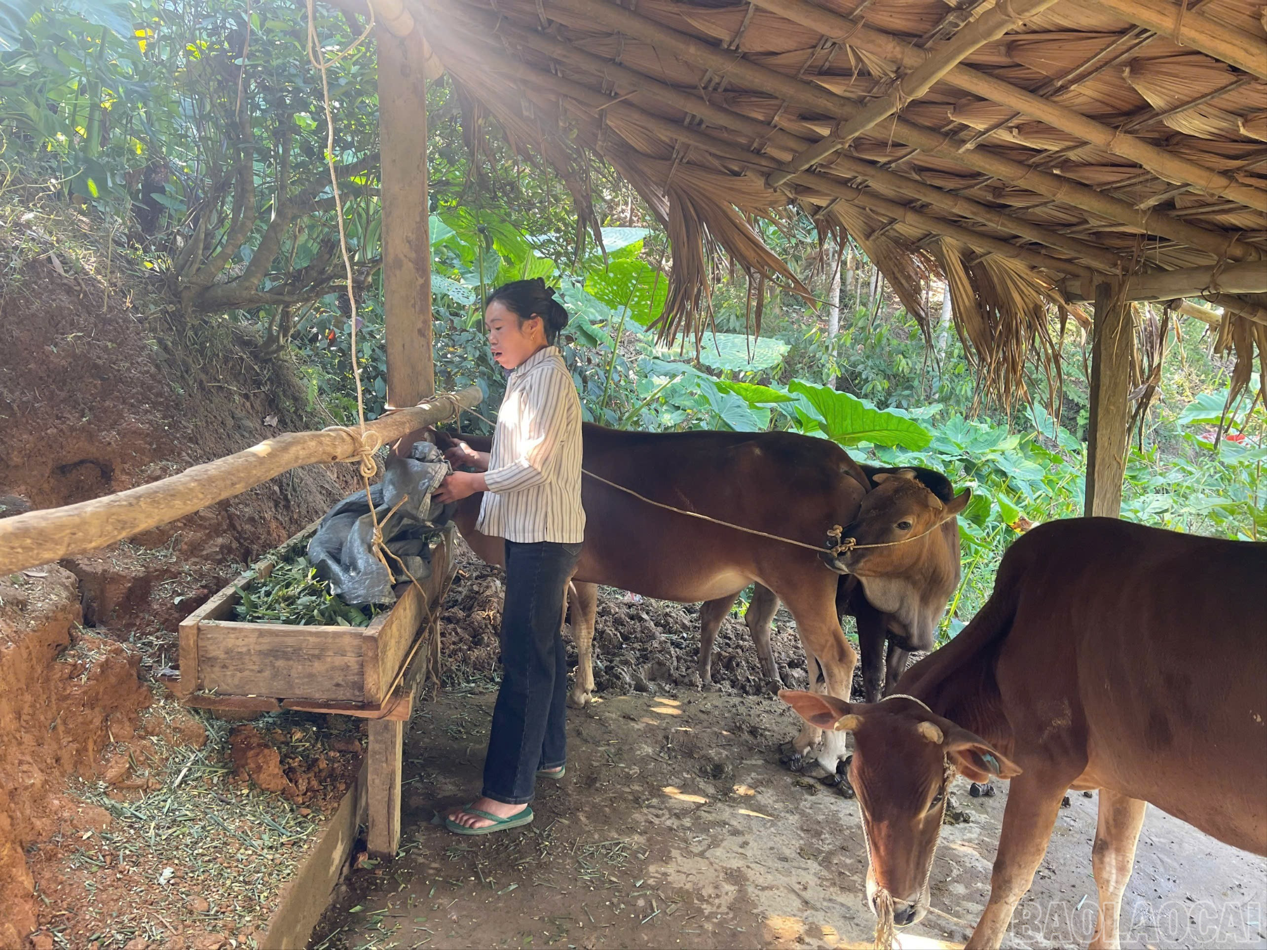 អ្នកស្រី Dang Thi Lai ភូមិ Vang Ngan ថែរក្សាហ្វូងគោដែលទើបតែទទួលបានការឧបត្ថម្ភ។ baolaocai-br_z7298139932231-ede8eb4ddf1fb1100e5adf7081da0cc4-1118.jpg