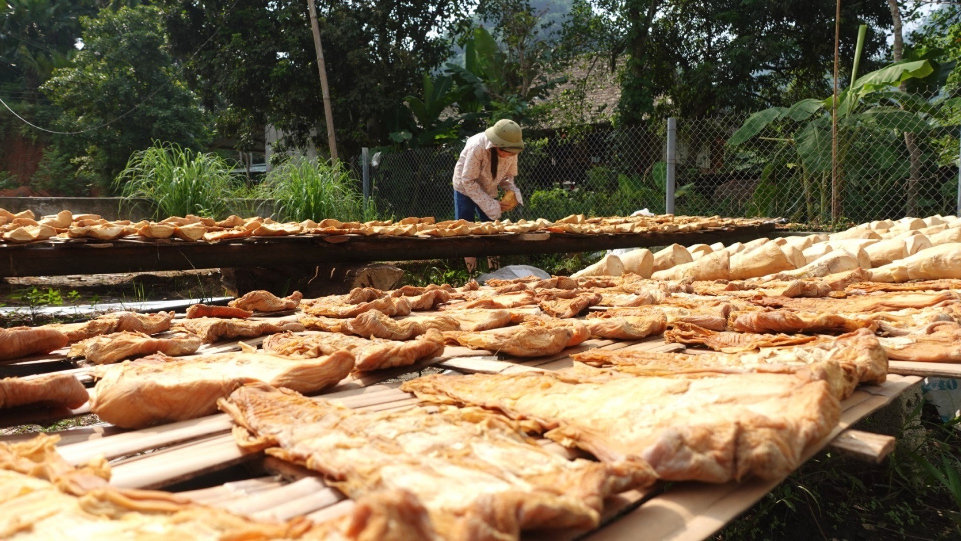 Mỗi kg măng mai sau khi phơi khô có giá từ 150.000 – 180.000 đồng mang-mai-giup-nhieu-nguoi-dan-xa-lam-thuong-co-kinh-te-on-dinh-6251-3267.jpg